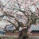 도암서원(道巖書院) | 고창 도암서원 홍매