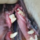하늬동물병원 | 14살 비만 노령견 스케일링 잘하는 동물병원 [쿨펫동물병원] 찐 후기