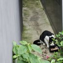 길고양이 대국민 인식개선을 위한 캐치프레이즈를 만들어요 이미지