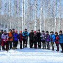 원대리 자작나무숲 이미지