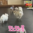 모노모노몽 | 부산강아지호텔 안전한 연중무휴 놀이방