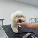 펫1번가