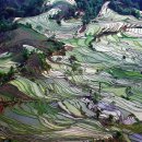 계단식 논(라이스 테라스 Rice Terraces)'의 사진 이미지