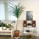 그릿죽전점 | 대구 카페, 죽전동 카페-분위기 좋은 브런치 카페 그릿 솔직후기!