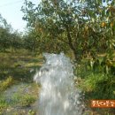 풍천대봉감농원 이미지