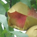 대광농장 이미지