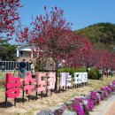 고령 출사(04/011) 이미지