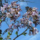 오동나무 이미지