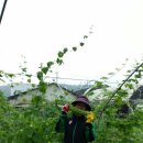 여주-0026 이미지