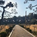 충혼탑 주차장 주변 | [창원 목련 명소] 지금이 딱 만개! 창원 충혼탑 포토존 웨이팅 &amp; 소요 시간 꿀팁