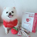 월드덴탈 | 케어바이 헬씨스케일러 특허치석감소 강아지 덴탈껌 가수분해츄