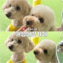 노블레스(장현노블레스상가) | 시흥애견카페 실내 실외 가능한 개성애견카페&amp;놀이방 (리뷰,가격)