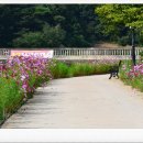 [추석여행 영주] 영주여행의 최종 목적지~ "영주 무섬마을의 풍경"