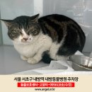 고양이를 찾습니다! 서울시 서초구 내방역 근처 내방동물병원 주차장(주차장 가다가 뒷골목으로 도망감) 이미지