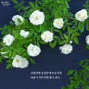 마음이사무치면꽃이핀다