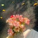 시로(shiro) 이미지