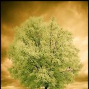 구름이 쉬는 나무 이미지