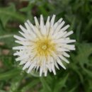 민들레의 효능과 재배 방법 / 먹는 방법 이미지