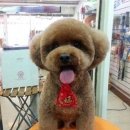 네모강아지 이미지