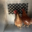 제주애니멀119제주