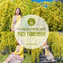 156 | 익산 가볼만한곳 목향장미 만개한 숨은 포토존