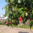 애월고등학교 이미지