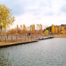 미루나무 이미지