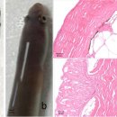 AngHV 1감염 뱀장어 피부 점액과 편평상피의 박리물 중의 단백질 이미지