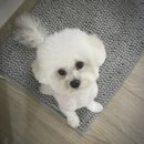 소우주 애견미용실 이미지