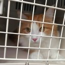 티움동물병원 이미지