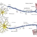 3) 허리디스크로 인체가 통증을 느끼는 경로(pathway)와 각종 통증치료법의 이해 이미지