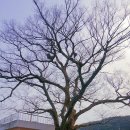 느티나무 이미지