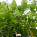 정병석농장 이미지