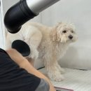 쉽게 배우는 강아지 아로마 테라피 이미지