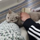 파주고양이미용 반하나캣 | [파주 고양이분양&amp;미용 반하나캣] 반하나캣에서 브숏 고양이분양 받은 후기!