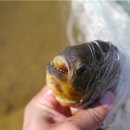 원산저수지 이미지