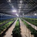 영천농장 이미지