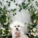 올치유치원 이미지