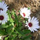 양양5일장 이미지