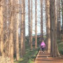 송정메타세콰이어길 이미지