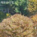 해맑은피부과의원 이미지