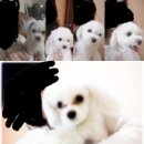 강동구 성내2동에서 실종 이미지