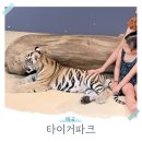 태국 파타야 여행 가볼만한곳 타이거파크 솔직히 비추!