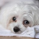 [정보] 강아지 눈물 자국 이렇게 없앤다 이미지