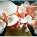 산호농장 이미지