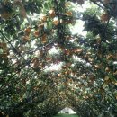 만지농장 이미지