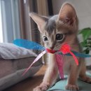 블루포토 네이버블로그