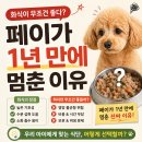 유한책임회사코펫 | 화식이 무조건 좋다? 페이가 1년 만에 멈춘 이유