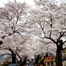 벚꽃축제 이미지