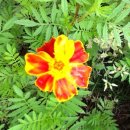 꽃들어린이집 이미지